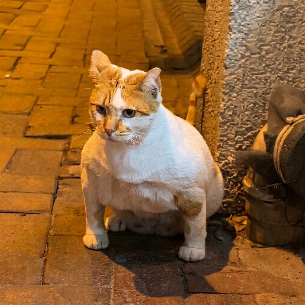 $GigaCat
